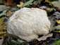 Süngomba (Hericium erinaceus), Budai-hegység